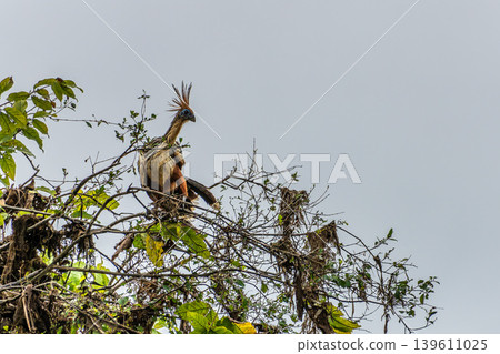 Hoatzin or hoactzin, Opisthocomus hoazin is a tropical bird in found in swamps, riparian forests, and mangroves of the Amazon Hoatzin or hoactzin, Opisthocomus hoazin is a tropical bird in found in swamps, riparian forests, and mangroves of the Amazon 139611025