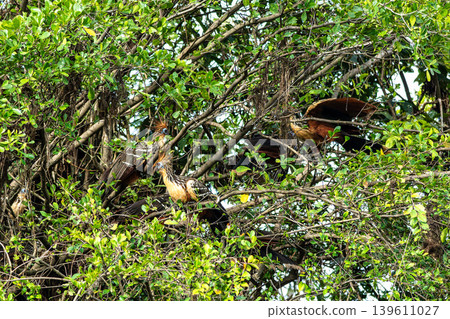 Hoatzin or hoactzin, Opisthocomus hoazin is a tropical bird in found in swamps, riparian forests, and mangroves of the Amazon Hoatzin or hoactzin, Opisthocomus hoazin is a tropical bird in found in swamps, riparian forests, and mangroves of the Amazon 139611027