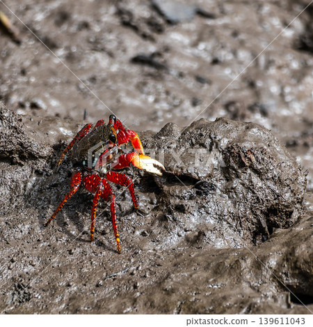 Mangrove crabs or Fiddler crabs at the Preguicas River in Tutoia, Maranhao, Brazil. Mangrove crabs or Fiddler crabs at the Preguicas River in Tutoia, Maranhao, Brazil. 139611043