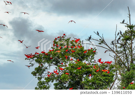Scarlet ibis flying back home to their sleeping place, Revoada dos guaras on the Delta of the Parnaiba River in Brazil Scarlet ibis flying back home to their sleeping place, Revoada dos guaras on the Delta of the Parnaiba River in Brazil 139611050