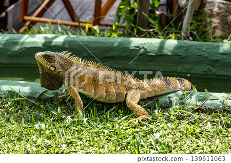 The Green Iguana, Iguana iguana, is a large species of lizard native to Central and South America. The Green Iguana, Iguana iguana, is a large species of lizard native to Central and South America. 139611063