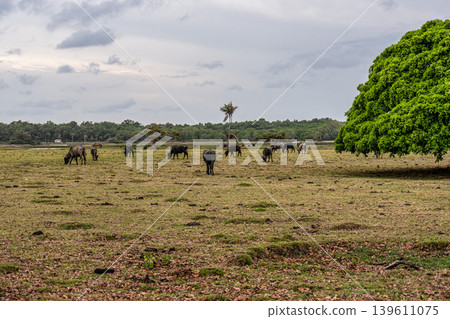 Water Buffalos and big trees at a rural property called Fazenda at Soure in Marajo Island, Brazil. Water Buffalos and big trees at a rural property called Fazenda at Soure in Marajo Island, Brazil. 139611075