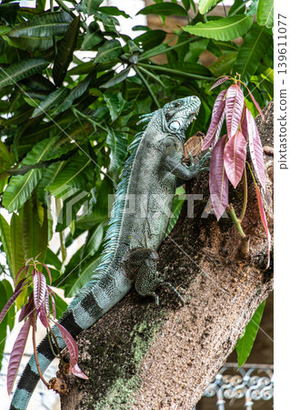 Green iguana also known as the American iguana is a lizard reptile in the Iguanidae family. Manaus, Amazonas, Brazil. 139611077