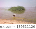 Storks by Calm Lake with Reeds. Minimal editorial view of storks fishing at a tranquil lakeside with reeds and still water, perfect for stock use. 139611120
