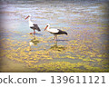 Storks by Calm Lake with Reeds. Minimal editorial view of storks fishing at a tranquil lakeside with reeds and still water, perfect for stock use. 139611121