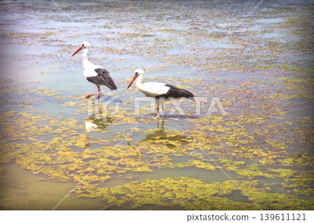 Storks by Calm Lake with Reeds. Minimal editorial view of storks fishing at a tranquil lakeside with reeds and still water, perfect for stock use. Storks by Calm Lake with Reeds. Minimal editorial view of storks fishing at a tranquil lakeside with reeds and still water, perfect for stock use. 139611121