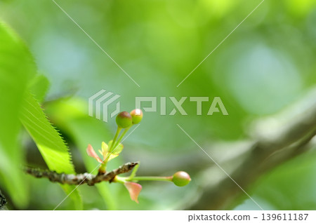 Fresh green season 139611187