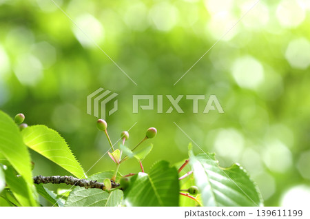 Fresh green season Fresh green season 139611199