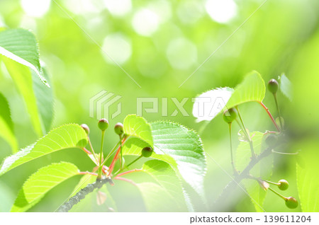 Fresh green season 139611204