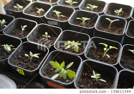 Seedlings growing in propagation trays on windowsill Seedlings growing in propagation trays on windowsill 139611344