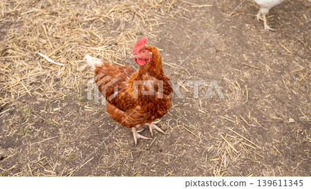 Red brown hen standing on farmyard straw covered dirt 139611345