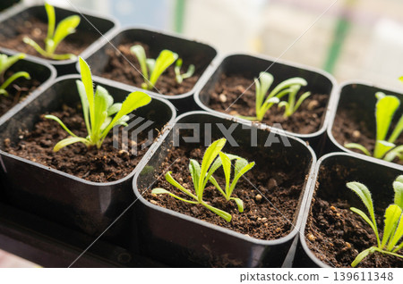 Small leafy seedlings emerging in black pots on seed tray 139611348