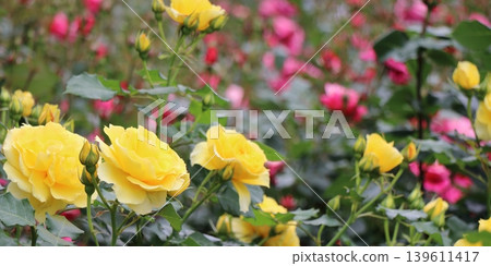 A close-up of yellow roses blooming in the garden (horizontal composition). A close-up of yellow roses blooming in the garden (horizontal composition). 139611417