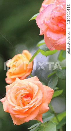 Close-up of an apricot-colored rose (vertical 1:2 aspect ratio) Close-up of an apricot-colored rose (vertical 1:2 aspect ratio) 139611418