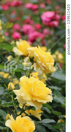 Close-up of a yellow rose (vertical 1:2 aspect ratio) Close-up of a yellow rose (vertical 1:2 aspect ratio) 139611420