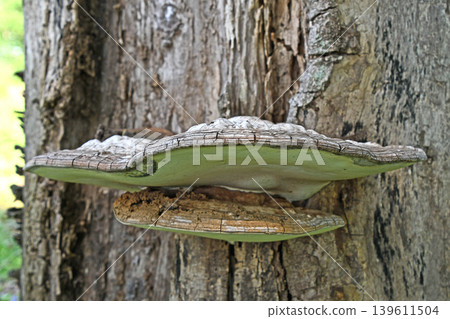 Mushroom (Bracket fungus) Mushroom (Bracket fungus) 139611504