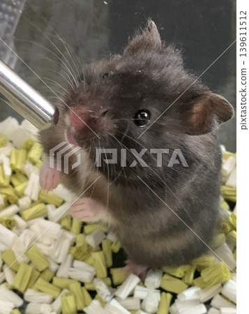 Marbled hamster 139611512