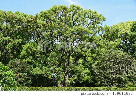青山街和成排的樹木，綠意盎然 139611653