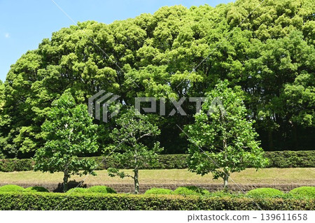 Aoyama Street and the rows of trees in fresh greenery 139611658
