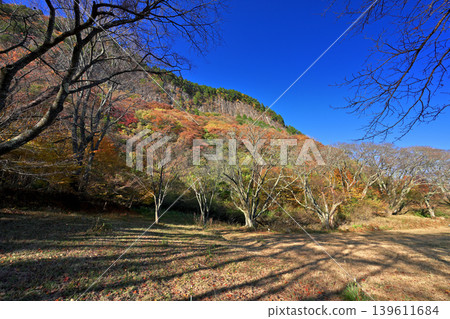 屏風岩公園（奈良縣宇田郡佐尼村）的秋葉 139611684