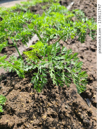 Carrots leaves Carrots leaves 139611747