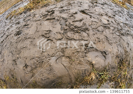 Bad road conditions in early spring: Wide-angle shot of wet mud and dirt path with shoe imprints Bad road conditions in early spring: Wide-angle shot of wet mud and dirt path with shoe imprints 139611755