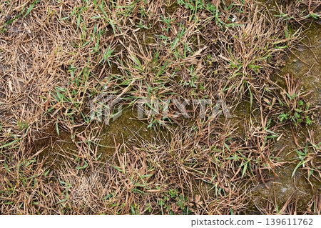 Natural background of dry brown grass mixed with first green sprouts in early spring Natural background of dry brown grass mixed with first green sprouts in early spring 139611762