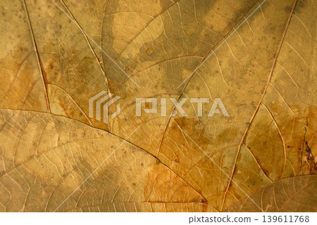 Gold leaf microstructure. Research and educational images depicting intricate microarchitecture of botanical gold leaf veins Gold leaf microstructure. Research and educational images depicting intricate microarchitecture of botanical gold leaf veins 139611768
