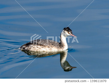 Great Crested Grebe in winter plumage swimming in the river 139611870