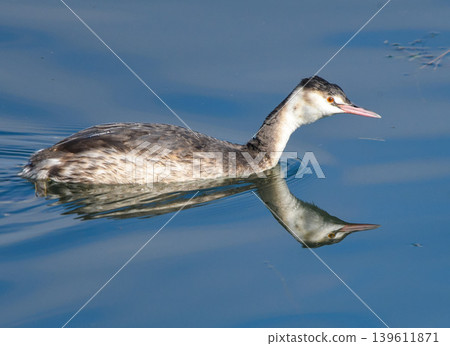 Great Crested Grebe in winter plumage swimming in the river Great Crested Grebe in winter plumage swimming in the river 139611871