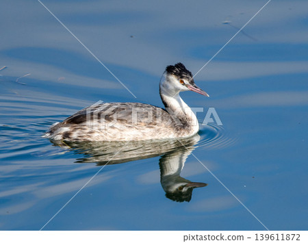 Great Crested Grebe in winter plumage swimming in the river 139611872