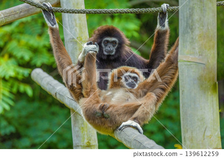 lar gibbon white-handed gibbon, an endangered primate in the gibbon family lar gibbon white-handed gibbon, an endangered primate in the gibbon family 139612259