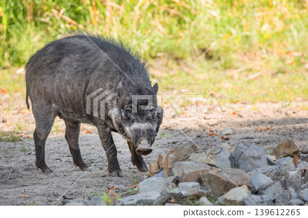 Big adult boar of Visayan warty pig Sus cebifrons 139612265