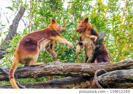 Goodfellow's Tree Kangaroo, portrait of very cute rare red animal. Goodfellow's Tree Kangaroo, portrait of very cute rare red animal. 139612269