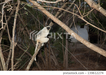 Verreaux's white sifaka with dark head Madagascar island fauna. 139612274