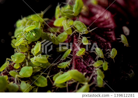 very close big macro portrait of aphids very close big macro portrait of aphids 139612281