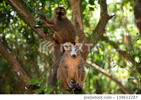 Crowned lemur (Eulemur Coronatus), endemic animal Crowned lemur (Eulemur Coronatus), endemic animal 139612287