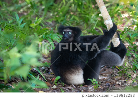Lemur Indri indri, babakoto largest lemur from Madagascar Lemur Indri indri, babakoto largest lemur from Madagascar 139612288