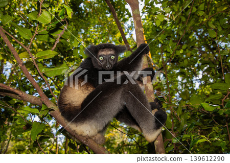 Lemur Indri indri, babakoto largest lemur from Madagascar Lemur Indri indri, babakoto largest lemur from Madagascar 139612290