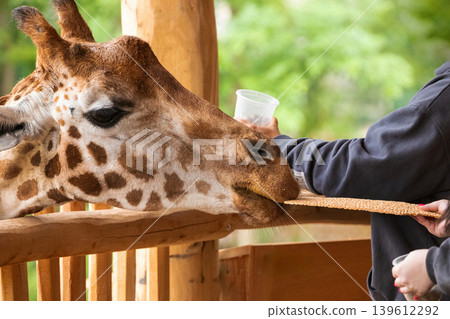 young unrecognizable women hand feeding giraffe young unrecognizable women hand feeding giraffe 139612292