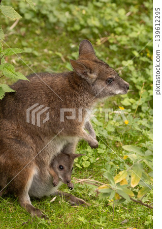 Bennett's wallaby Macropus or Notamacropus rufogriseus Bennett's wallaby Macropus or Notamacropus rufogriseus 139612295