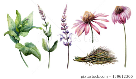 Sage, licorice root and echinacea for cold and flu relief. Watercolor herbal set for cough syrup packaging, sore throat remedy, immune system support tea branding and pharmacy medicine design 139612300