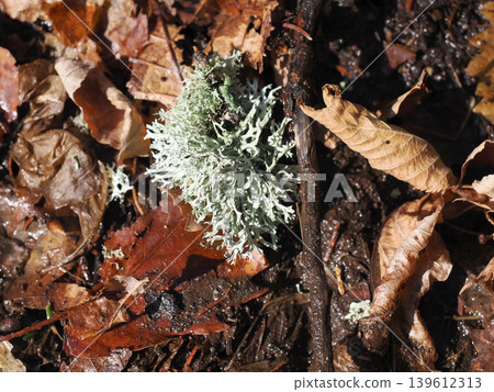 Oakmoss found in the forest Oakmoss found in the forest 139612313