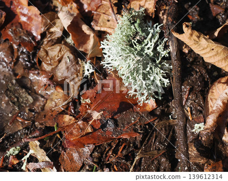 Oakmoss found in the forest Oakmoss found in the forest 139612314