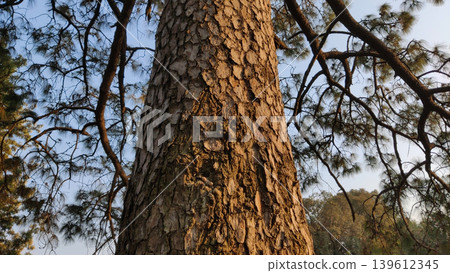 Pine tree trunk glowing in warm sunset light inside forest 139612345
