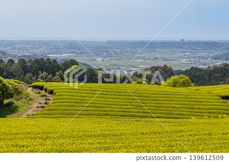 靜岡縣磐田市的茶園景觀 靜岡縣磐田市的茶園景觀 139612509