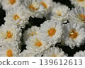 Double small chrysanthemum flower 139612613
