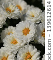 Double small chrysanthemum flower 139612614