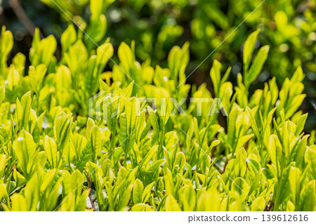 beautiful tea leaves beautiful tea leaves 139612616