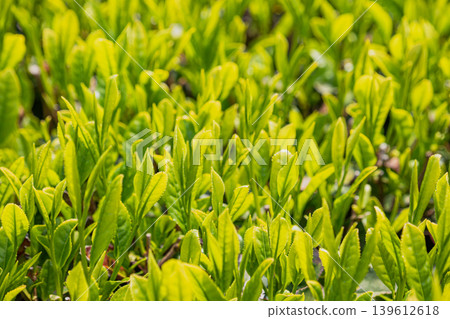beautiful tea leaves beautiful tea leaves 139612618